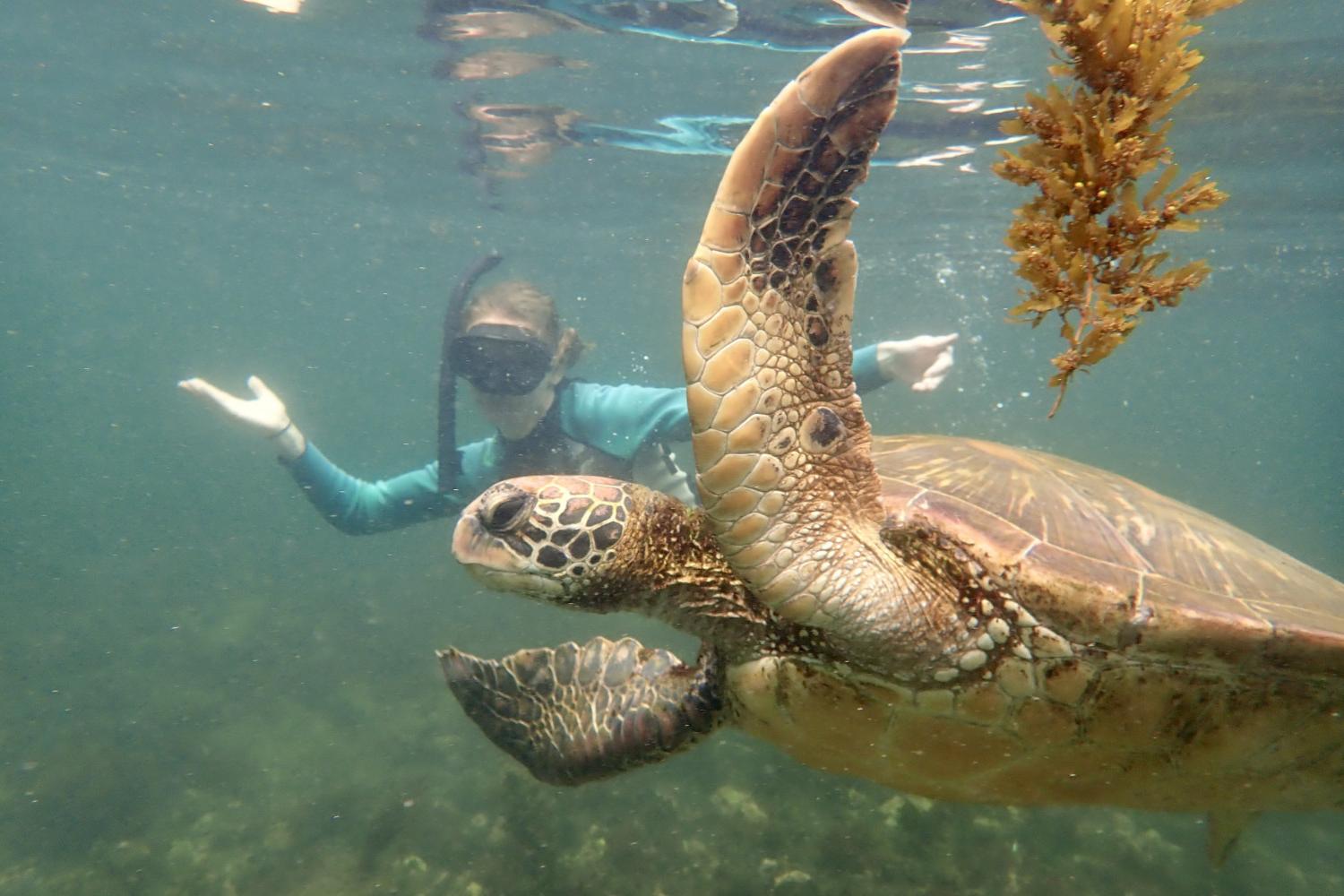 一名<a href='http://union.syudia.com'>bv伟德ios下载</a>学生在Galápagos群岛游学途中与一只巨龟游泳.